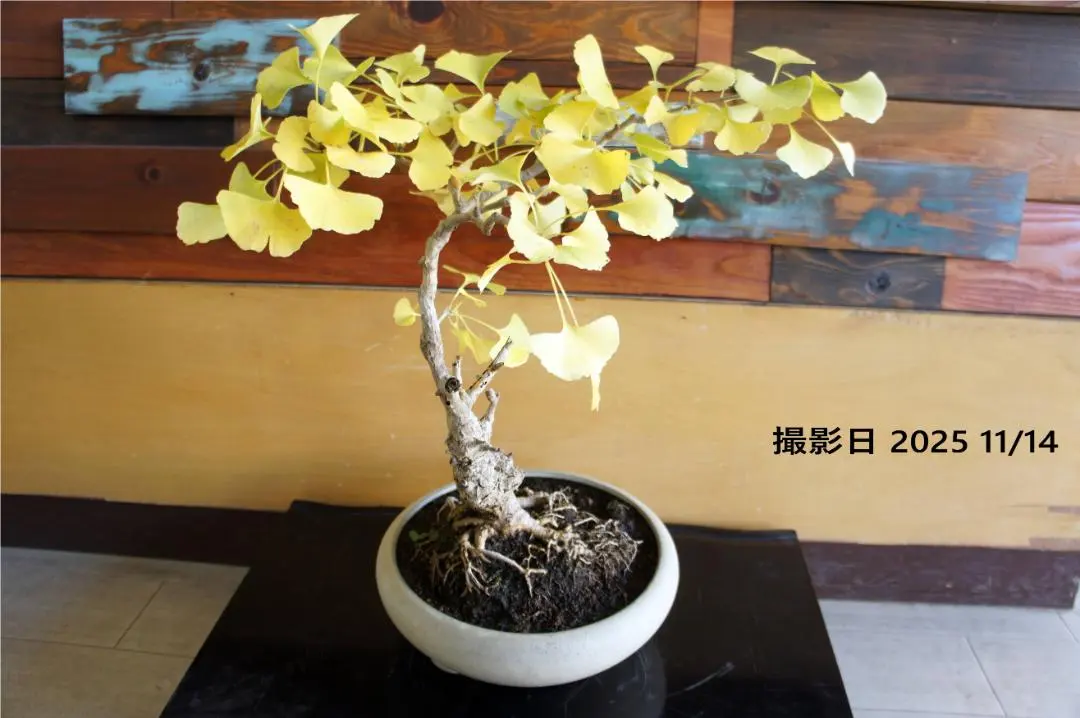 2026年最新】イチョウ盆栽の人気アイテム - メルカリ