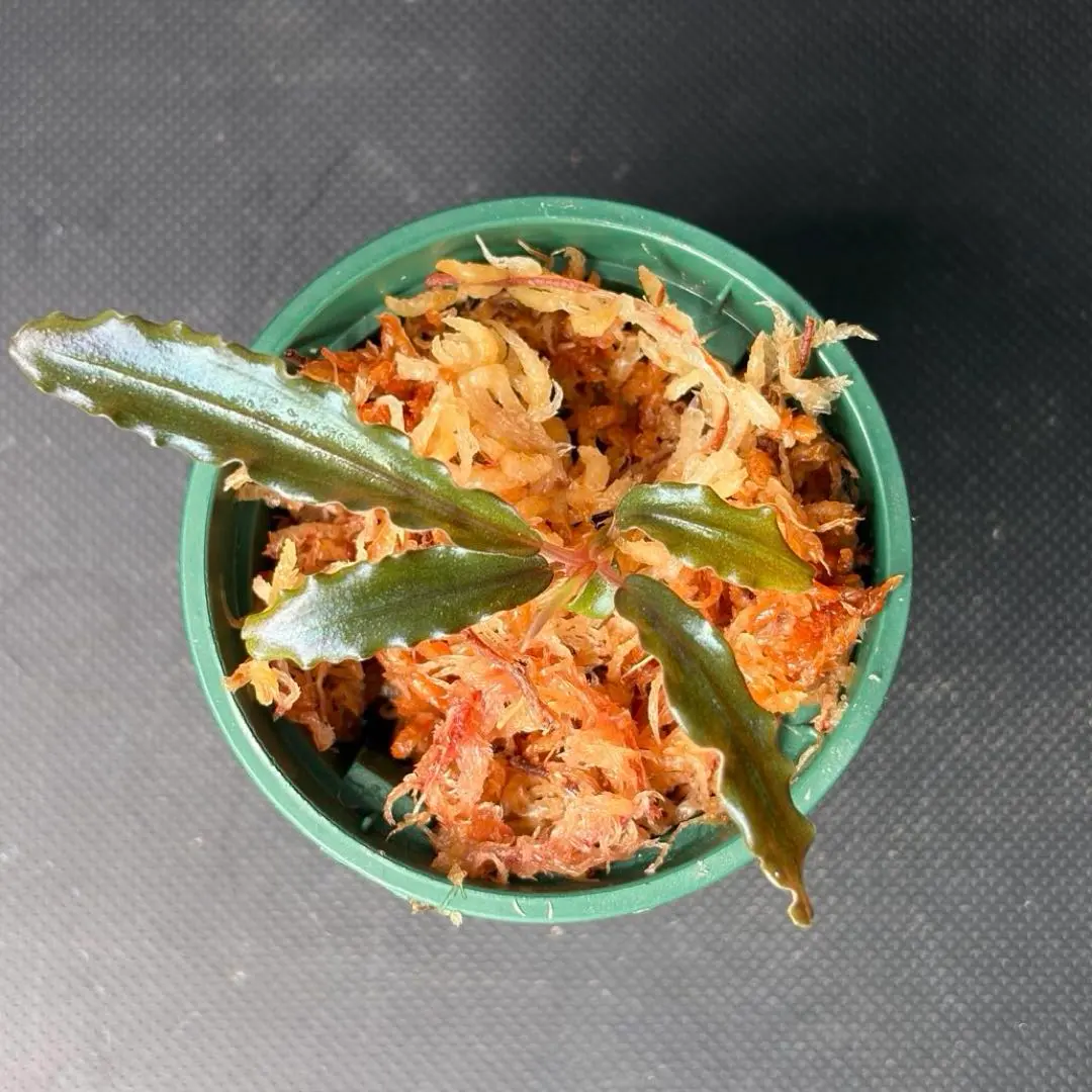 2026年最新】bucephalandra sp sintang-5の人気アイテム - メルカリ