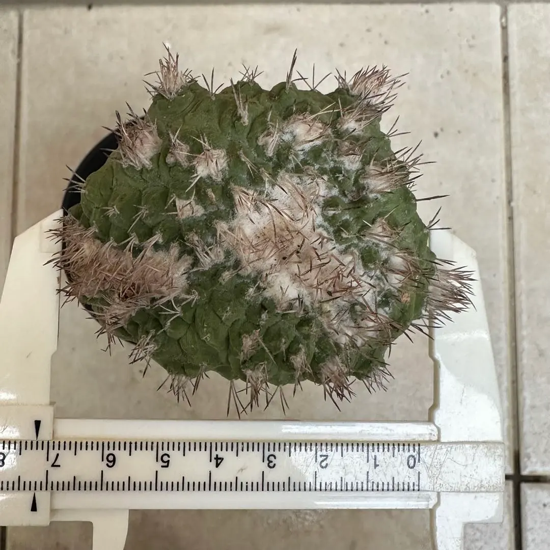 2026年最新】菊水綴化の人気アイテム - メルカリ