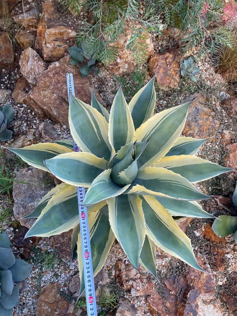 2026年最新】オバティフォリアオルカの人気アイテム - メルカリ