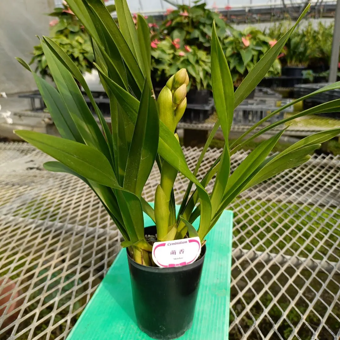 2026年最新】シンビジューム 萌香の人気アイテム - メルカリ