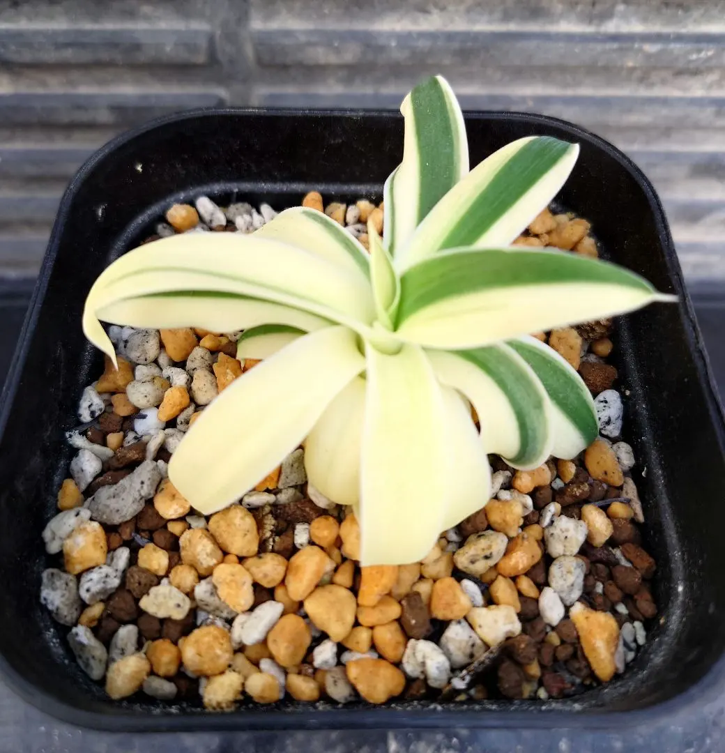 2026年最新】アテナータ レイオブライトの人気アイテム - メルカリ