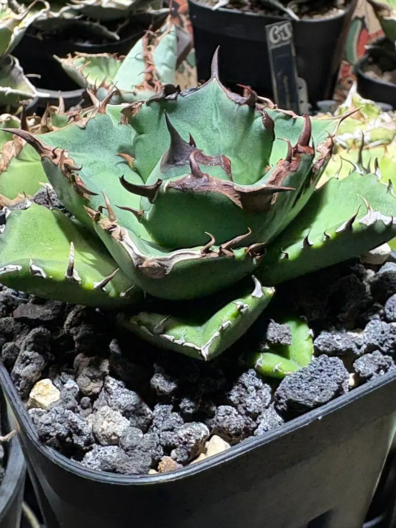 2026年最新】プテラノドン アガベの人気アイテム - メルカリ