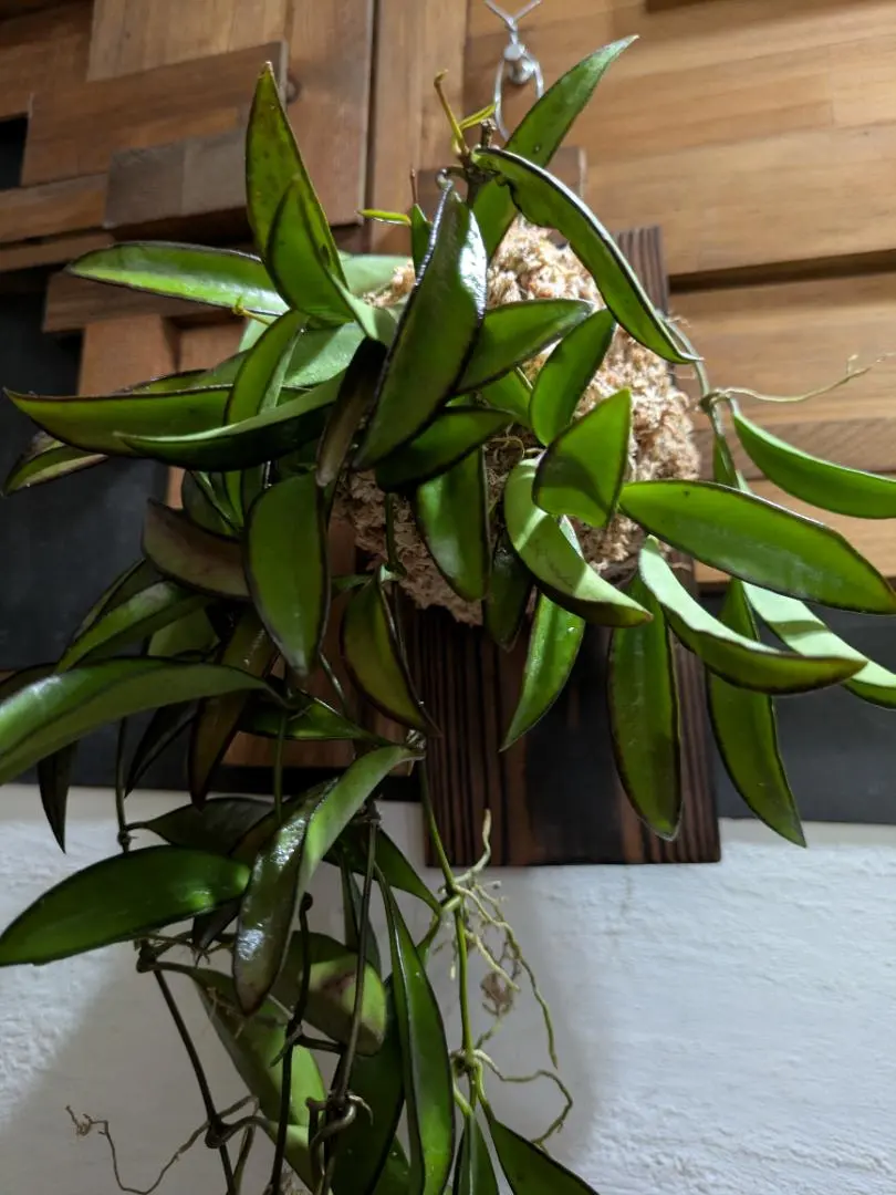 2026年最新】チャイナビーンズ ホヤの人気アイテム - メルカリ