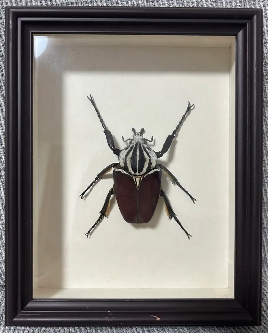 2026年最新】ゴライアス 標本の人気アイテム - メルカリ