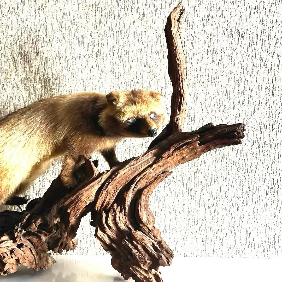 2026年最新】タヌキ 剥製の人気アイテム - メルカリ