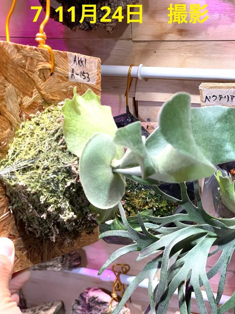 2026年最新】Akki ビカクシダの人気アイテム - メルカリ