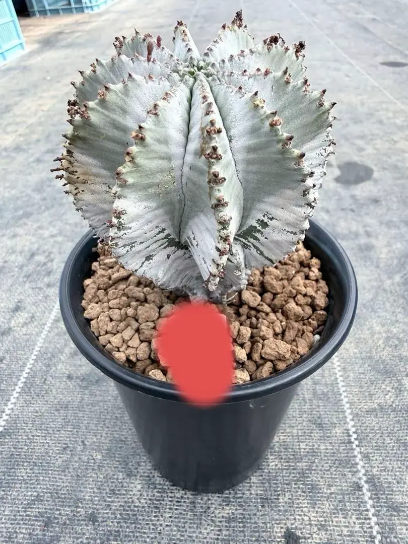 2026年最新】ユーフ ホリダの人気アイテム - メルカリ