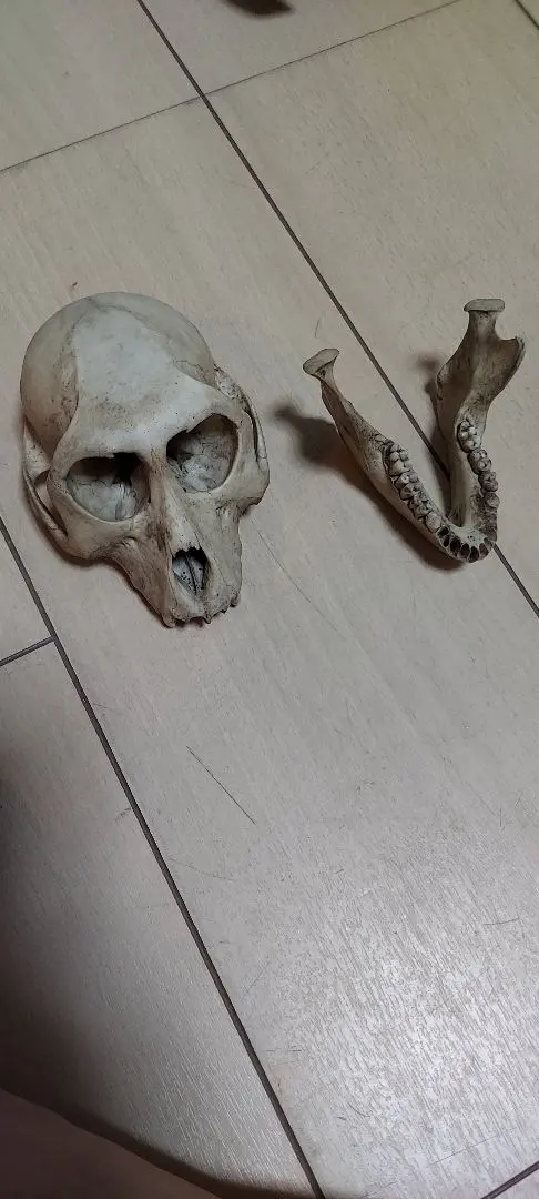 2026年最新】猿 頭蓋骨の人気アイテム - メルカリ