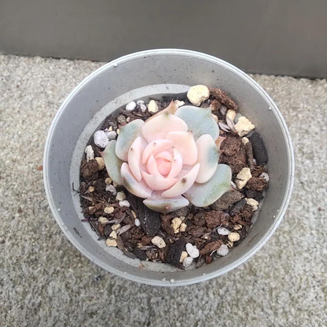 2026年最新】多肉 ローラ錦の人気アイテム - メルカリ