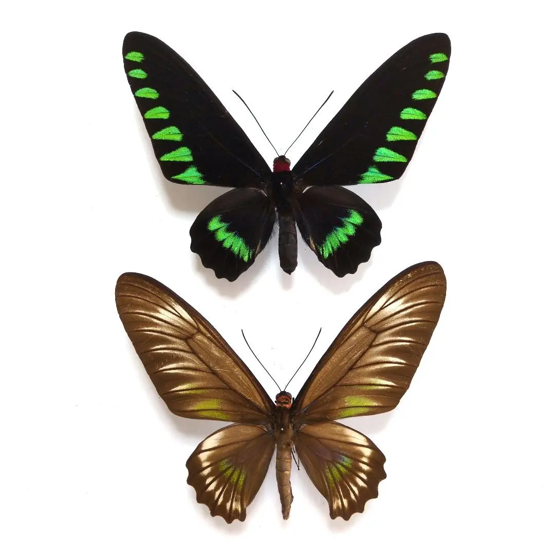 2026年最新】蝶 標本 アカエリトリバネアゲハの人気アイテム - メルカリ