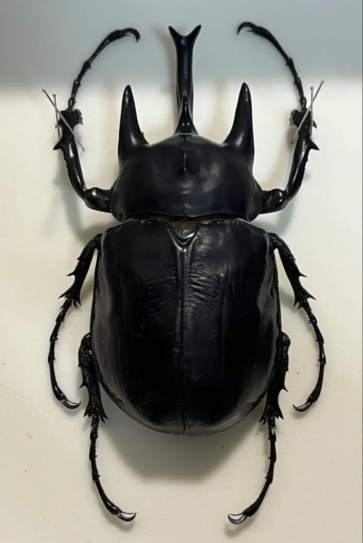 2026年最新】ゾウカブト 標本の人気アイテム - メルカリ