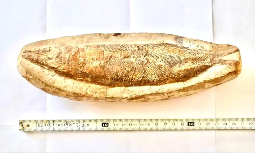 2026年最新】ラコレピスの人気アイテム - メルカリ