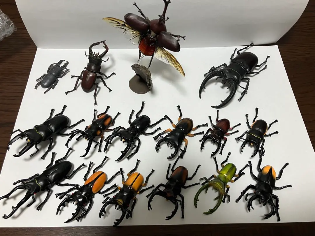 2026年最新】パラワンオオヒラタクワガタ アダーの人気アイテム - メルカリ