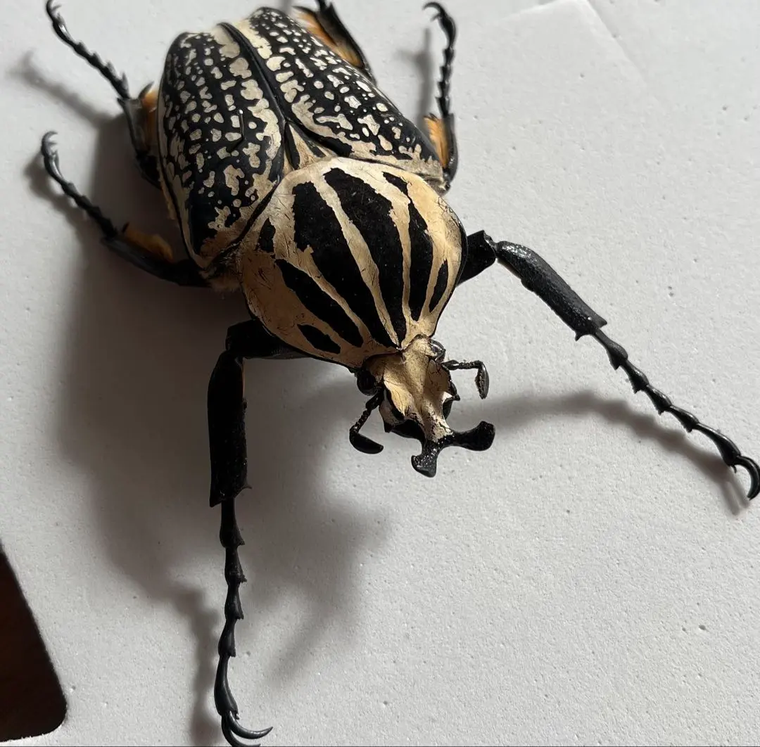 2026年最新】ゴライアスオオツノハナムグリ 標本の人気アイテム - メルカリ