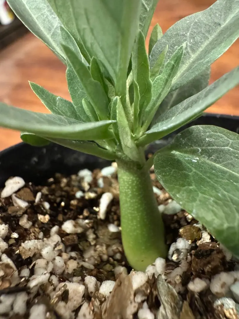 2026年最新】アデニア ペチュエリーの人気アイテム - メルカリ