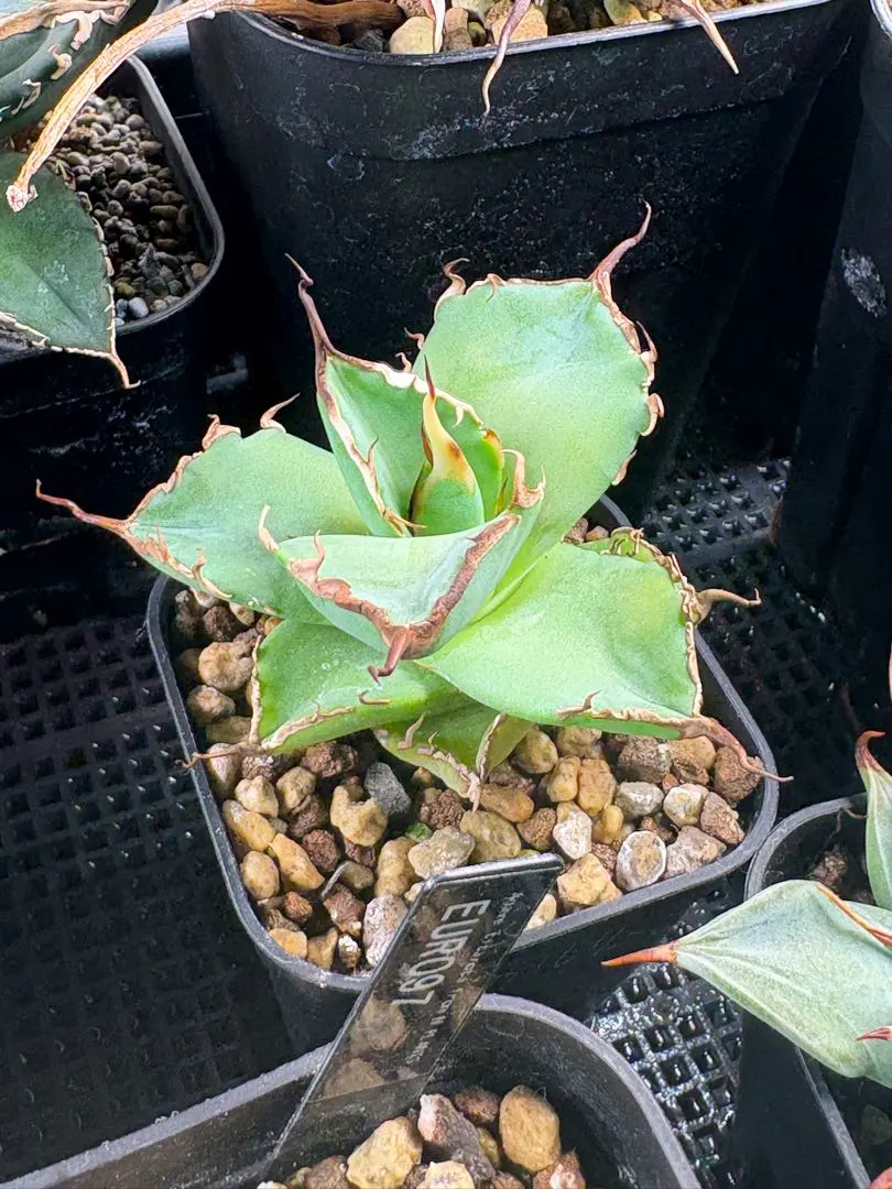 2026年最新】ロウルサンコ チタノタの人気アイテム - メルカリ