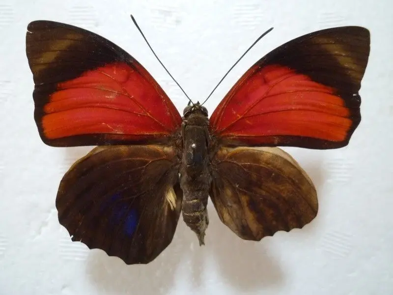 2026年最新】アグリアス 蝶 の人気アイテム - メルカリ