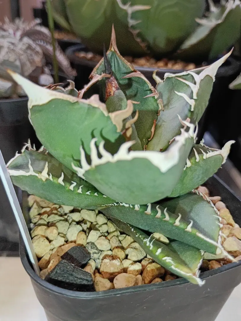 2026年最新】goodtanikuの人気アイテム - メルカリ