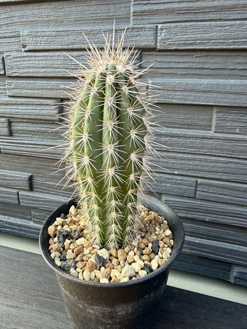 2026年最新】武倫柱の人気アイテム - メルカリ