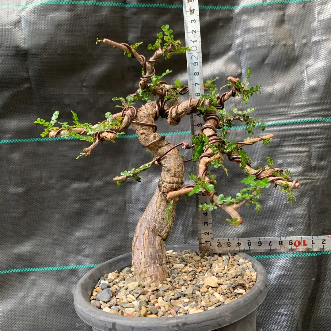 2026年最新】オペルクリカリア デカリーの人気アイテム - メルカリ