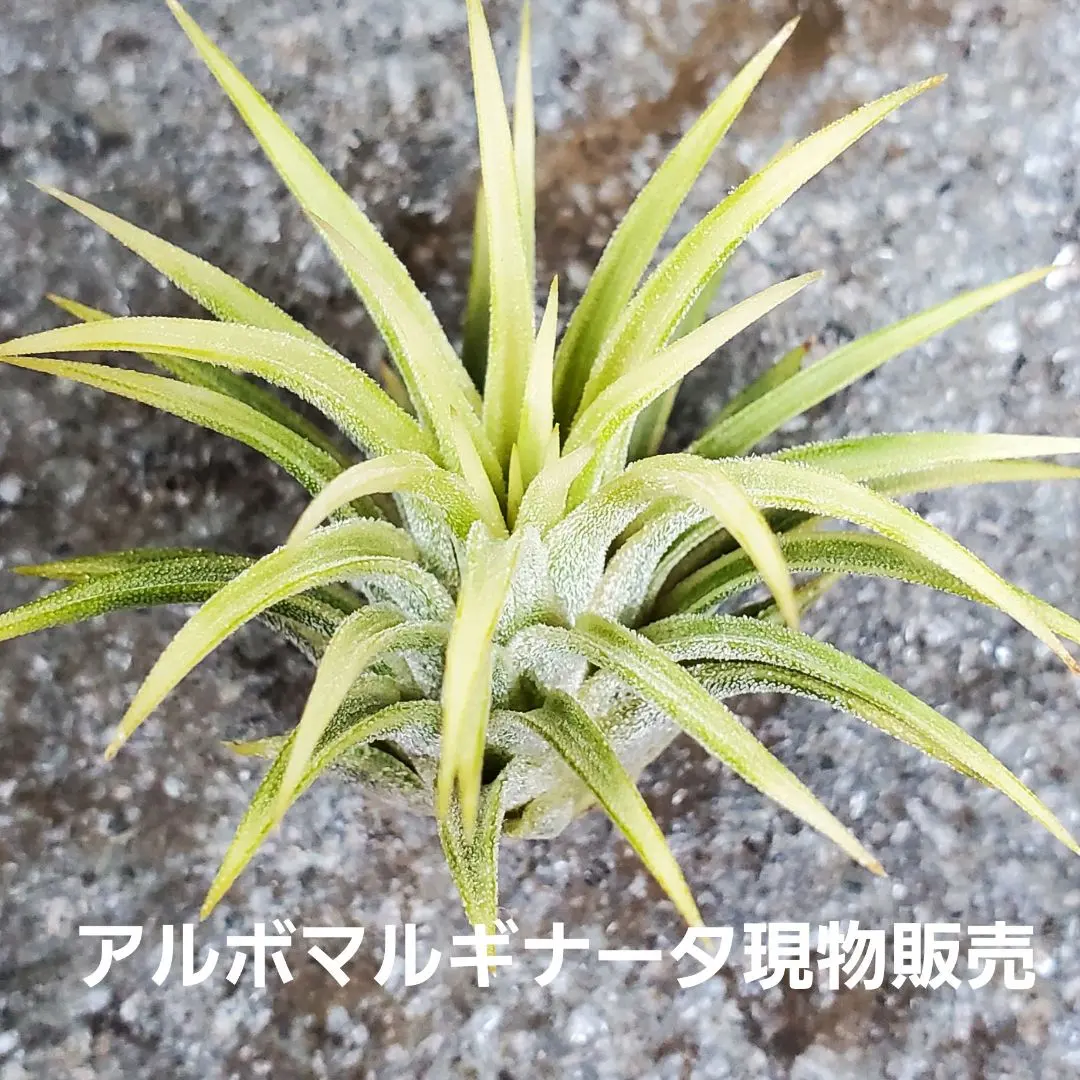 2026年最新】イオナンタ アルボの人気アイテム - メルカリ