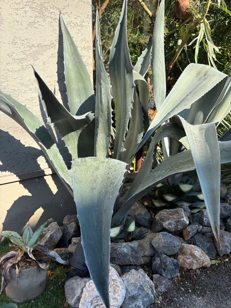 2026年最新】フランゾシニーの人気アイテム - メルカリ