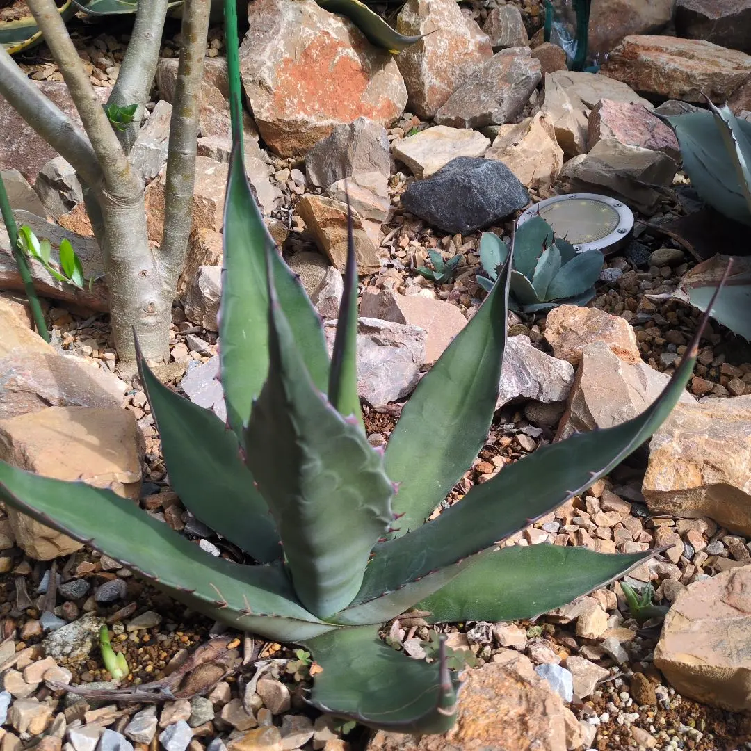 2026年最新】サルミアナフェロックス アガベの人気アイテム - メルカリ