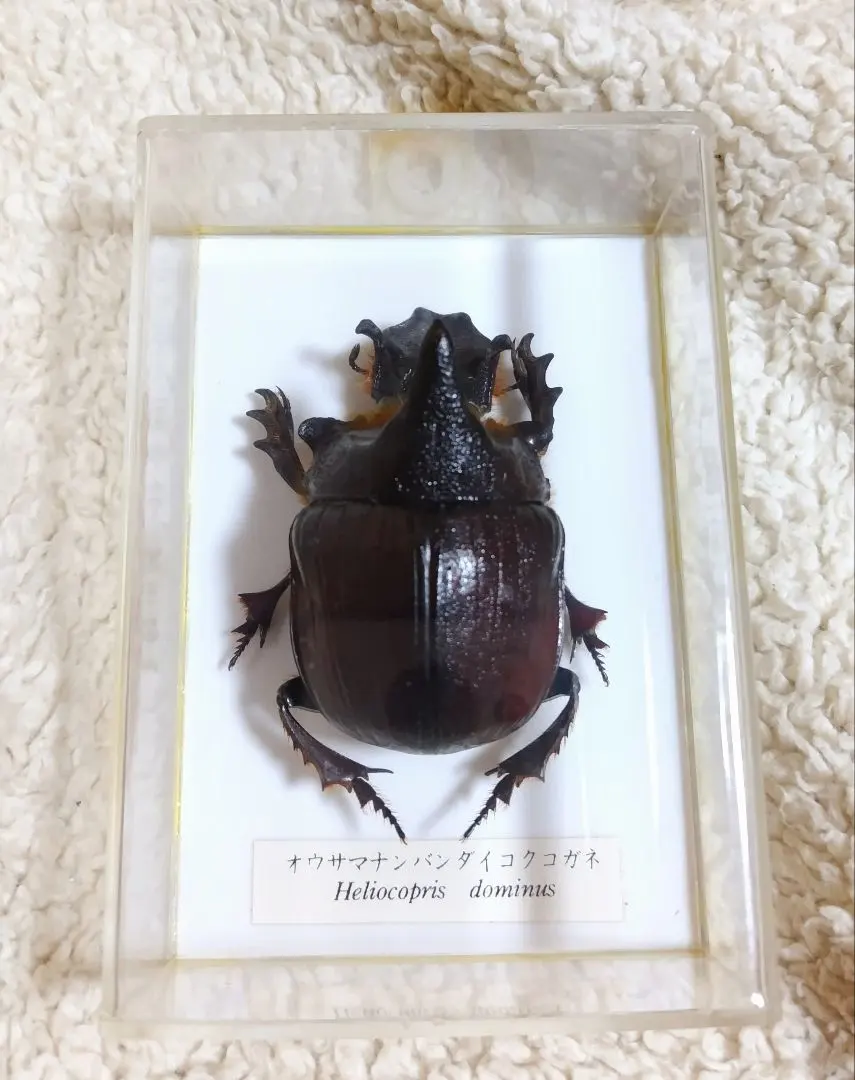 2026年最新】ダイコクコガネ 標本の人気アイテム - メルカリ