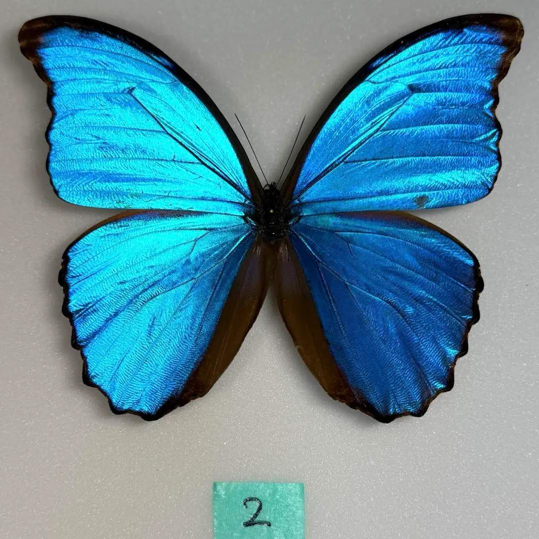 2026年最新】ディディウスモルフォの人気アイテム - メルカリ