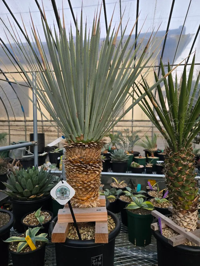 2026年最新】マルデヌベスの人気アイテム - メルカリ