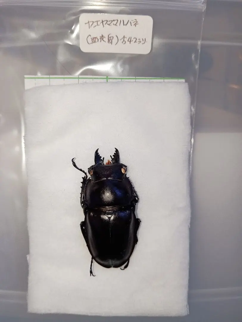 2026年最新】マルバネクワガタ 標本の人気アイテム - メルカリ