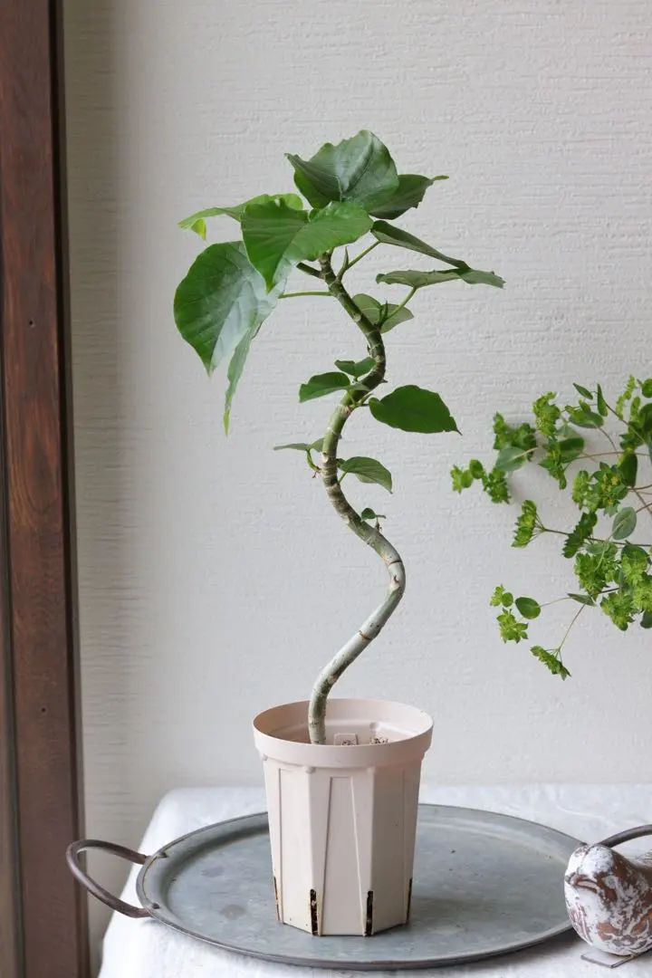 2026年最新】ウンベラータ 斑入りの人気アイテム - メルカリ