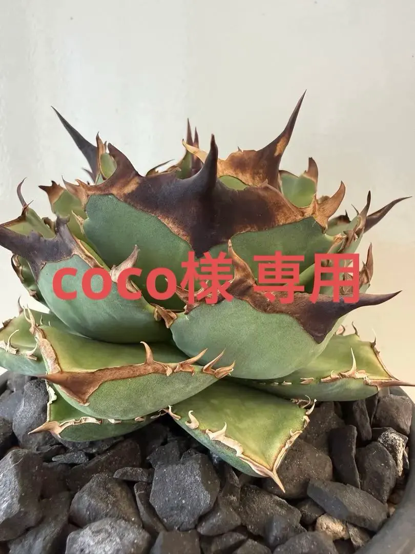 2026年最新】キングアーサー アガベの人気アイテム - メルカリ