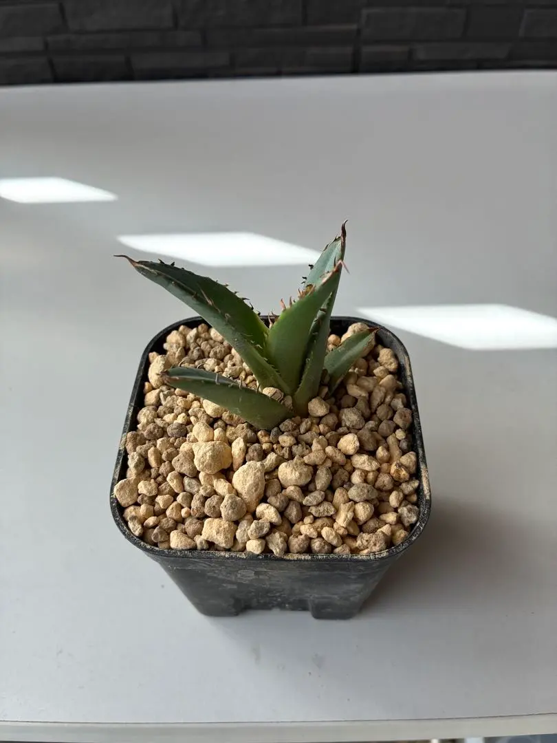 2026年最新】アガベ ナンバーワン錦の人気アイテム - メルカリ