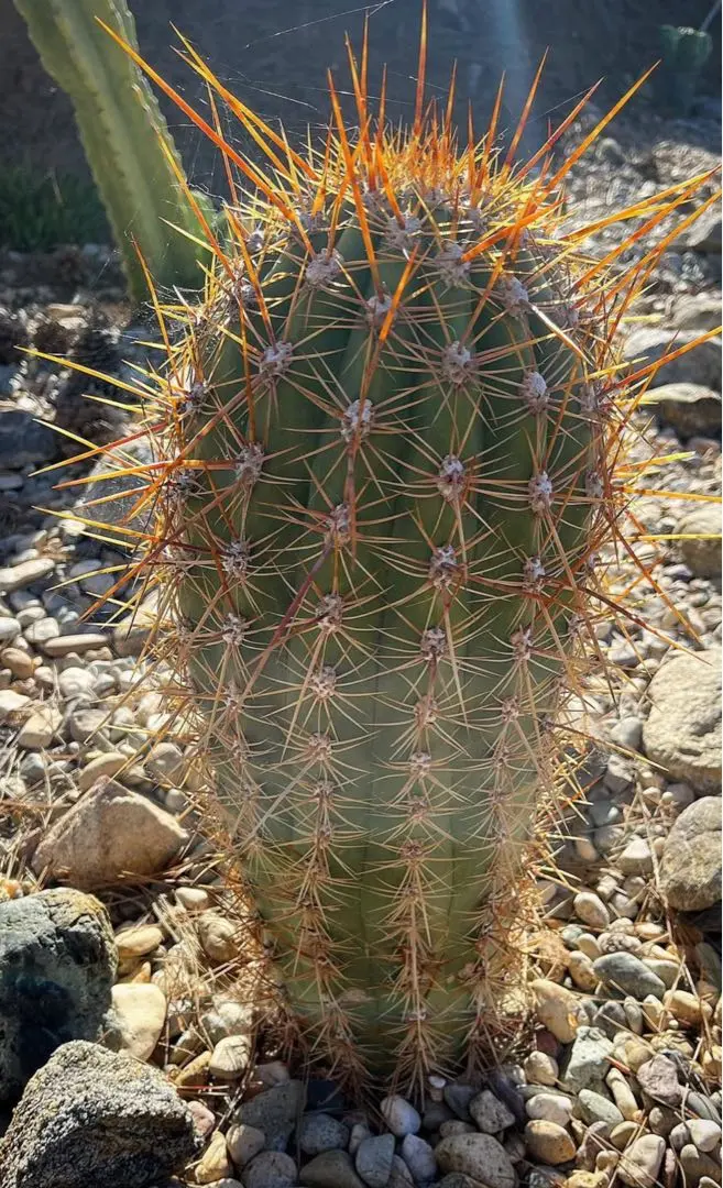 2026年最新】弁慶柱の人気アイテム - メルカリ