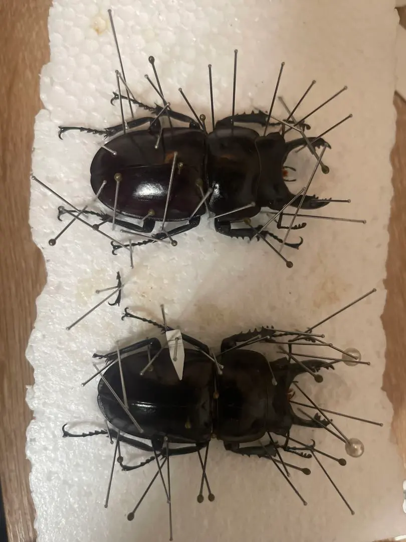 2026年最新】ヤエヤママルバネクワガタの人気アイテム - メルカリ