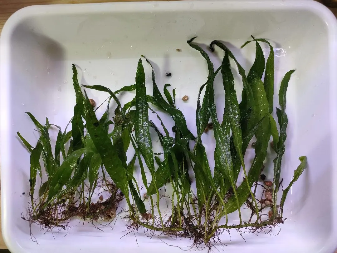 2026年最新】ミクロソリウム スモールリーフの人気アイテム - メルカリ