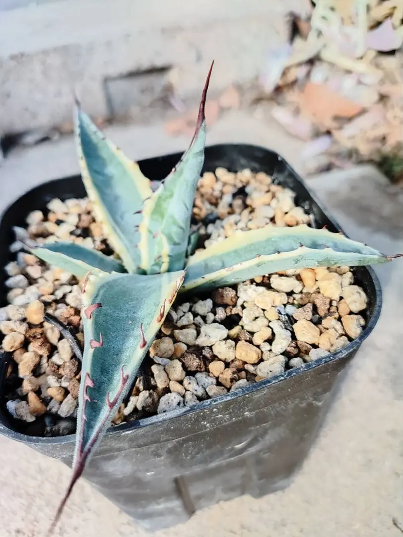 2026年最新】アガベスカブラ錦の人気アイテム - メルカリ