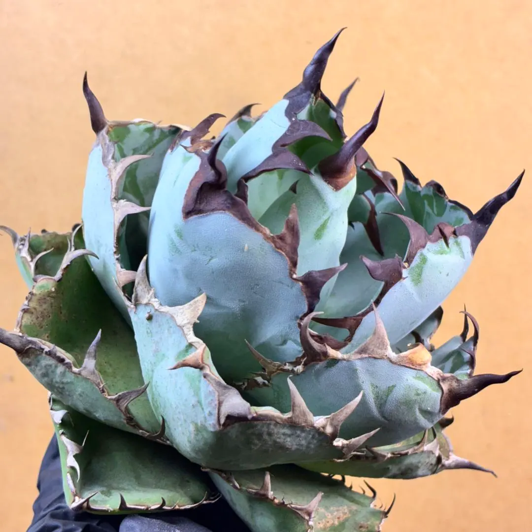 2026年最新】ブラックアンドブルー 大株の人気アイテム - メルカリ