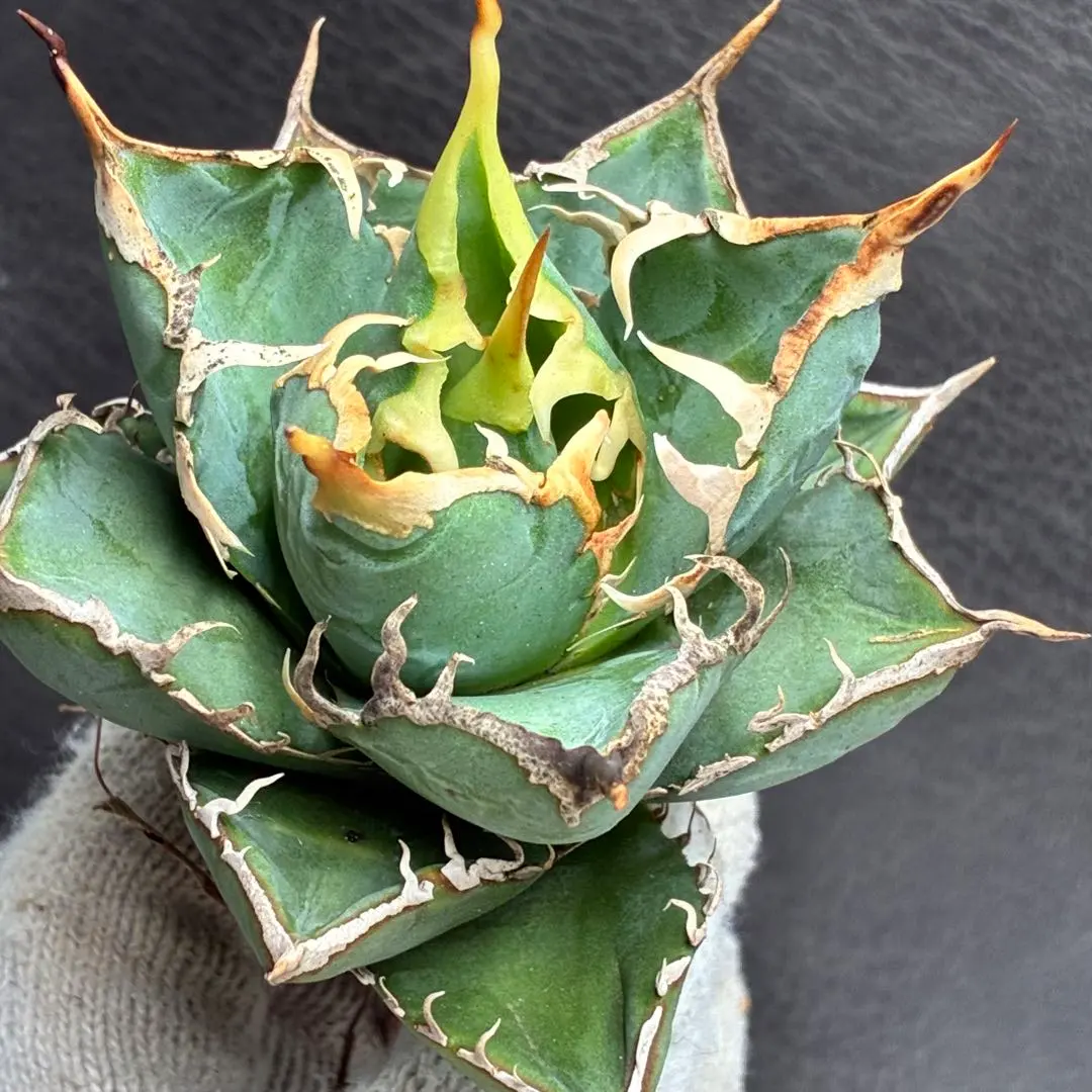 2026年最新】アガベスーパーボールの人気アイテム - メルカリ