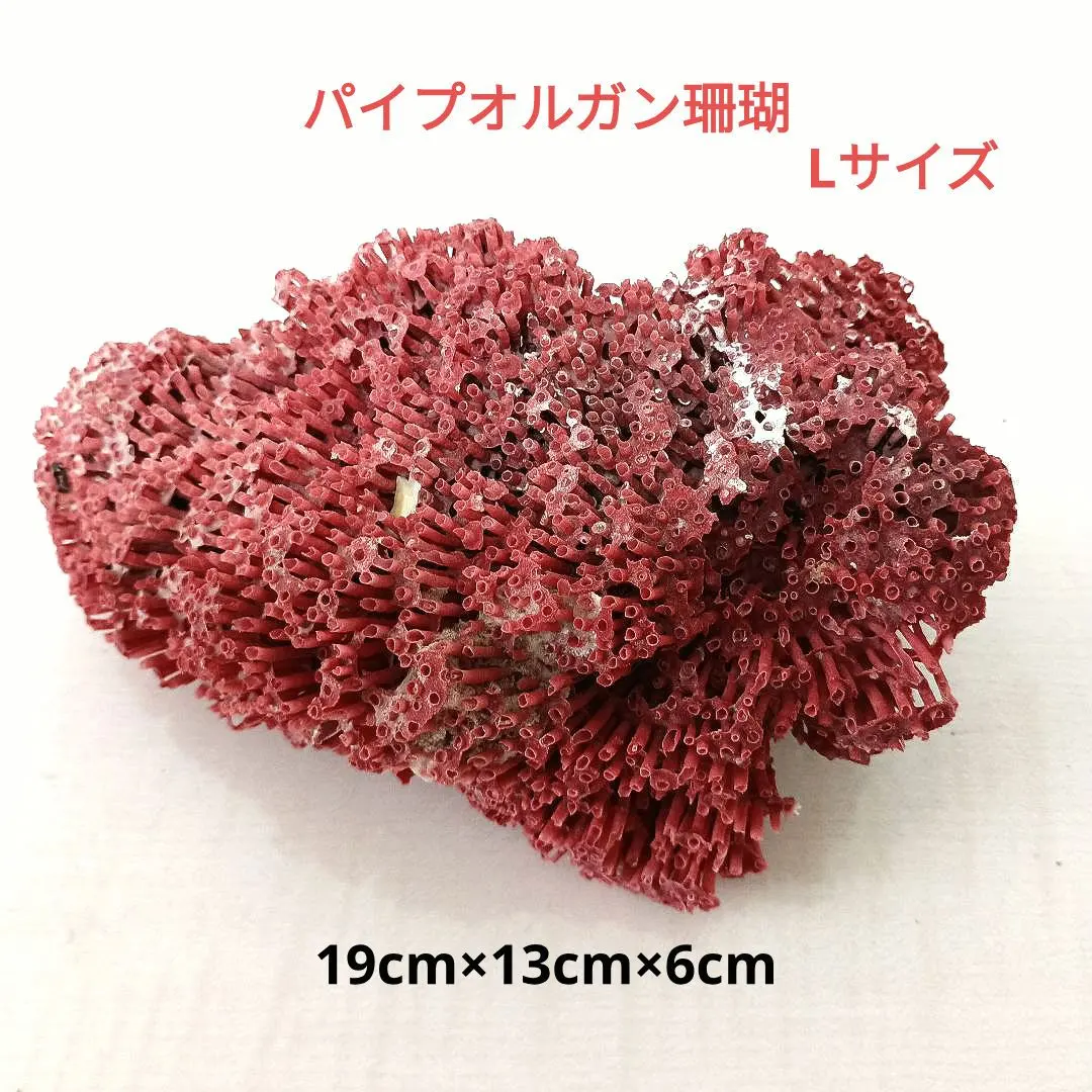 2026年最新】パイプオルガンサンゴの人気アイテム - メルカリ