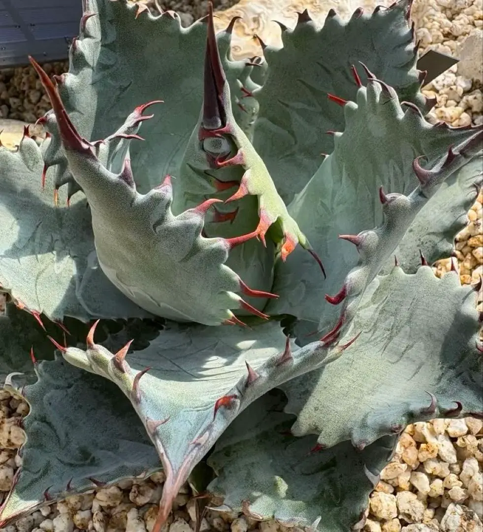 2026年最新】パライシ アガベの人気アイテム - メルカリ