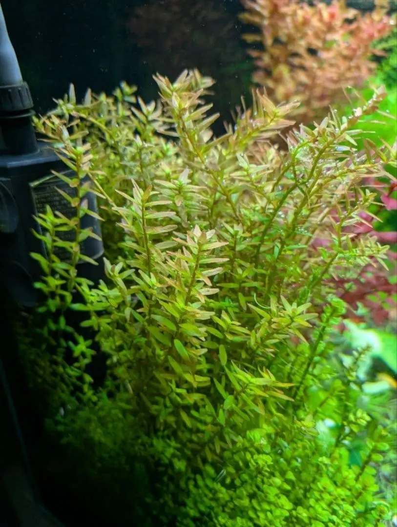 2026年最新】ホシクサspの人気アイテム - メルカリ