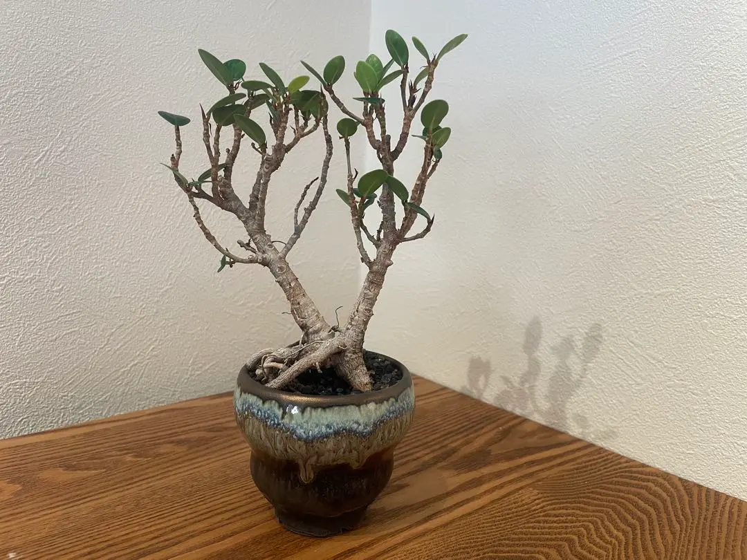 2026年最新】パンダガジュマル 斑入りの人気アイテム - メルカリ