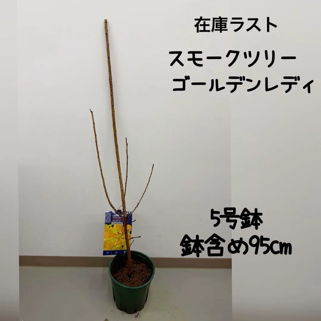 2026年最新】スモークツリー 鉢の人気アイテム - メルカリ