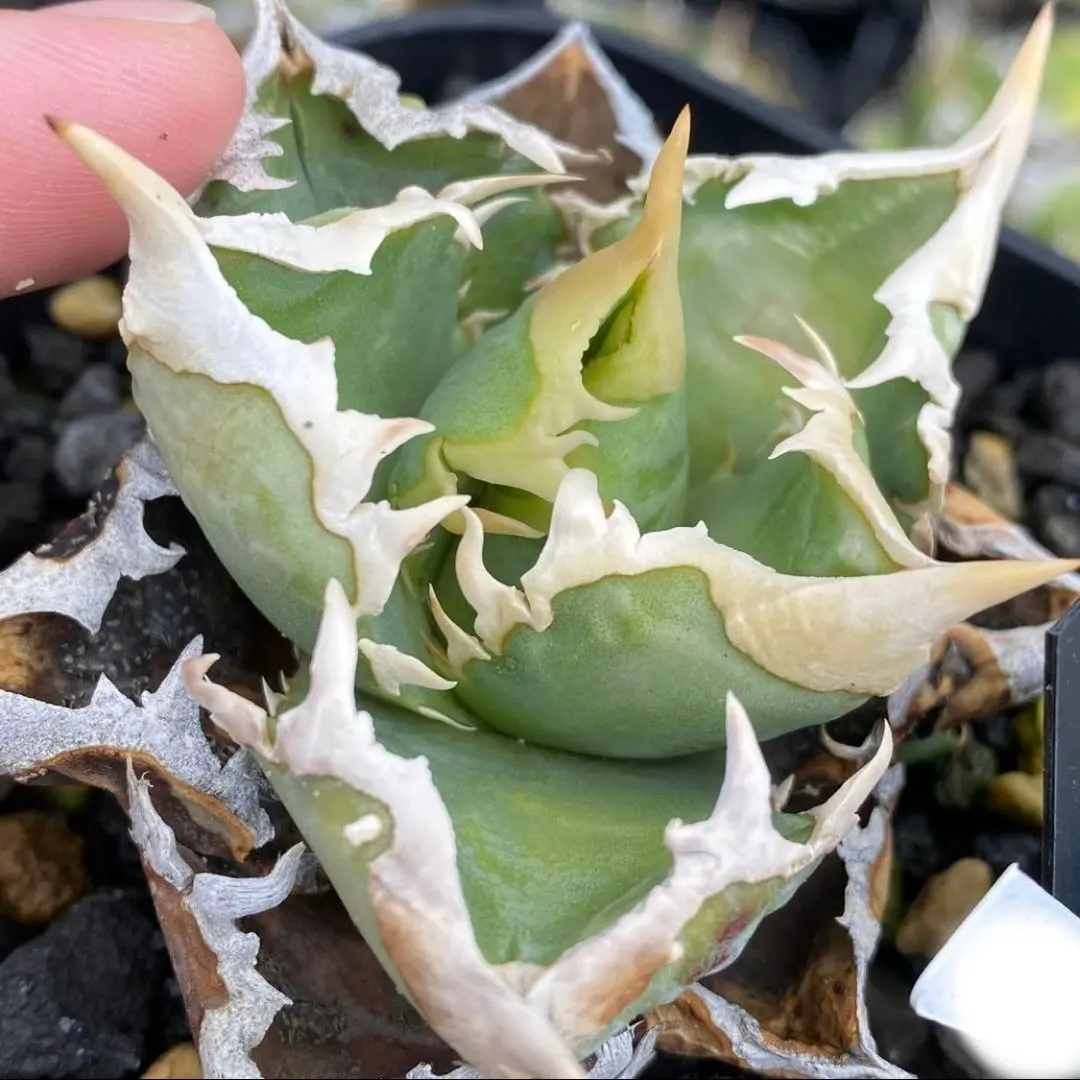 2026年最新】CJ special アガベの人気アイテム - メルカリ