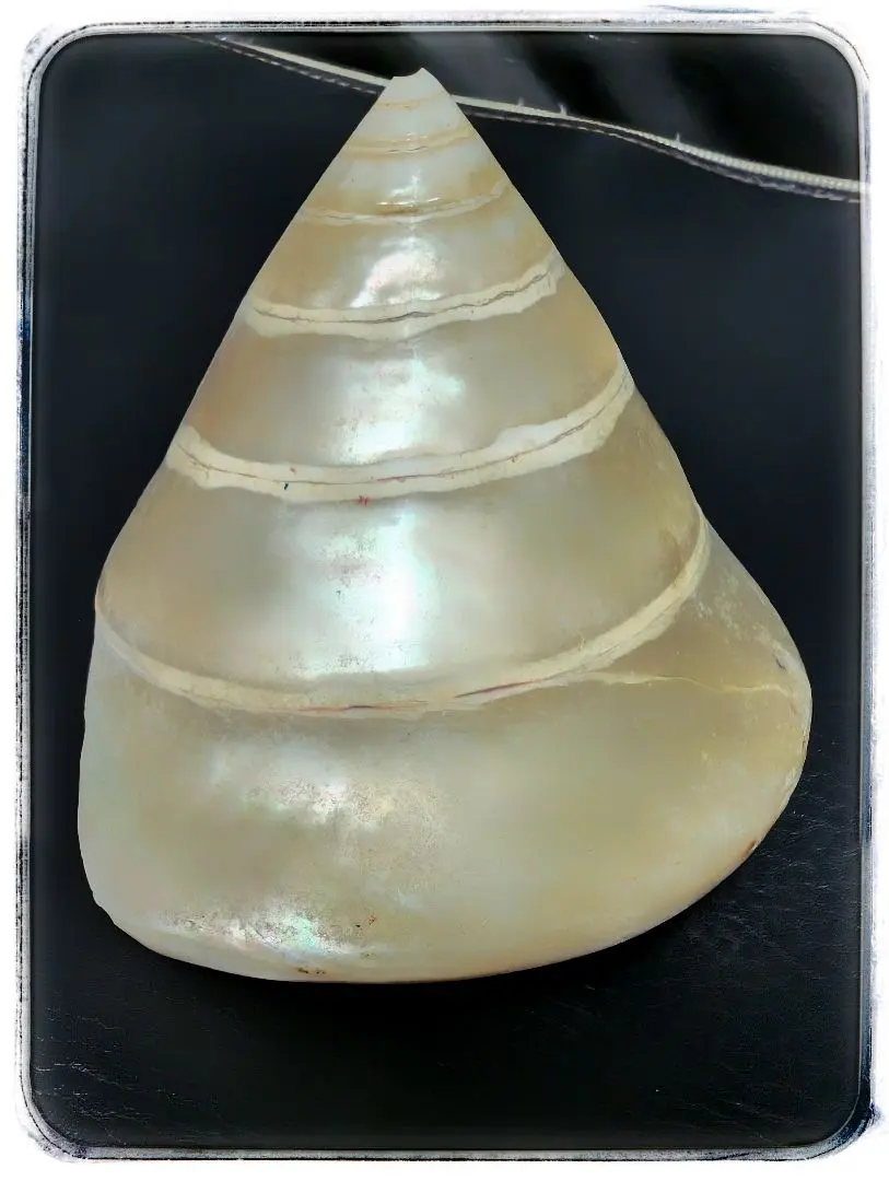 2026年最新】タカセ貝の人気アイテム - メルカリ