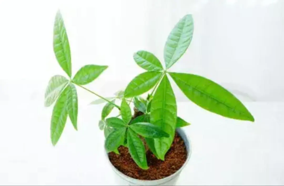 2026年最新】パキラ 斑入り 実生の人気アイテム - メルカリ