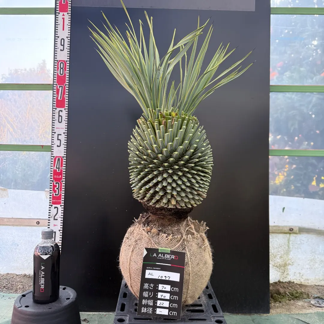 2026年最新】ロストラータ 分頭の人気アイテム - メルカリ